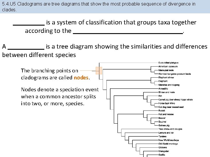 5. 4. U 5 Cladograms are tree diagrams that show the most probable sequence