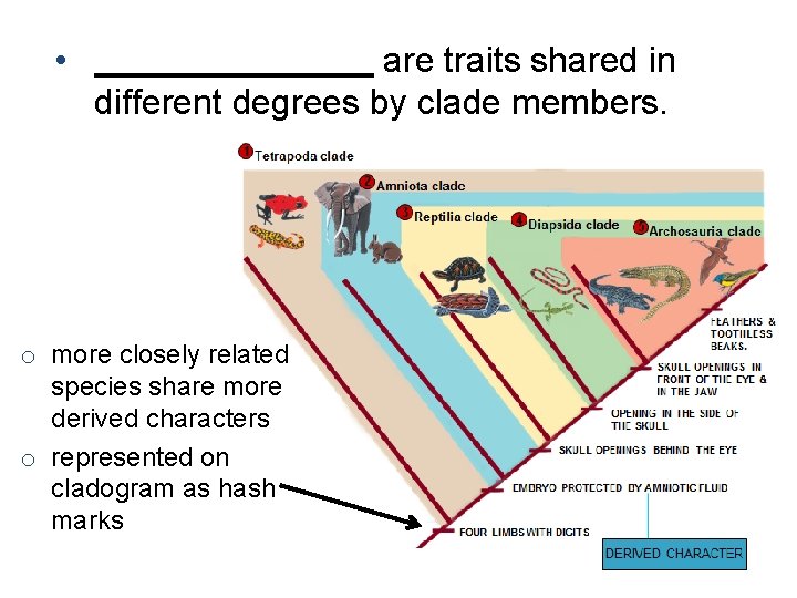  • are traits shared in different degrees by clade members. o more closely