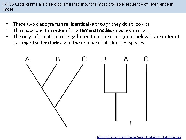 5. 4. U 5 Cladograms are tree diagrams that show the most probable sequence