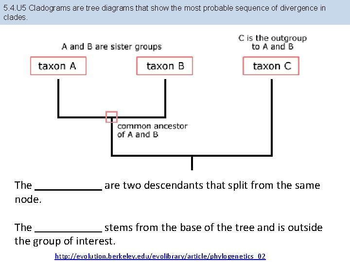 5. 4. U 5 Cladograms are tree diagrams that show the most probable sequence