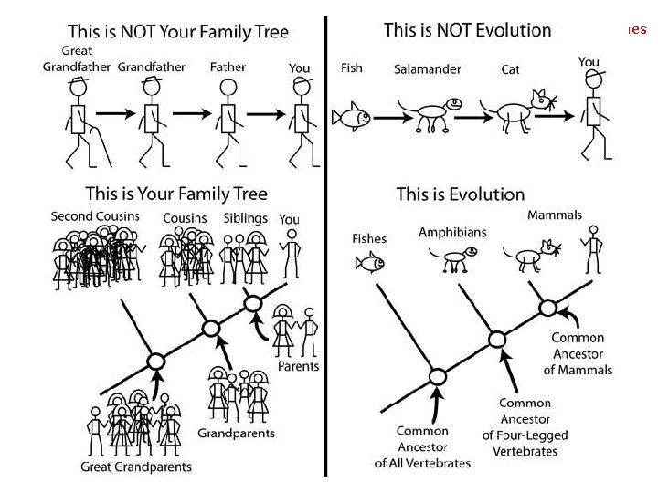 Sister clades: have a common ancestor Terminal nodes Human Chimp Gorilla Nodes: Common ancestors