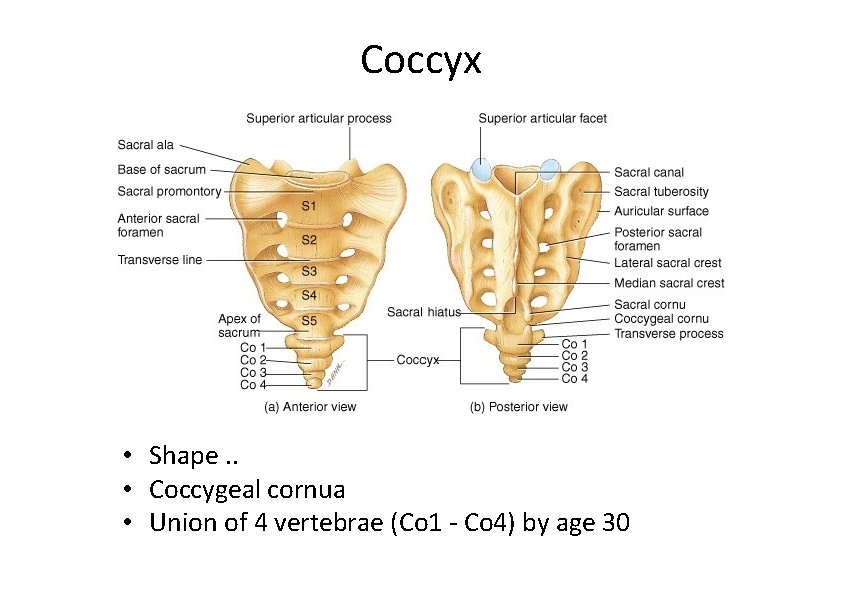 Coccyx • Shape. . • Coccygeal cornua • Union of 4 vertebrae (Co 1