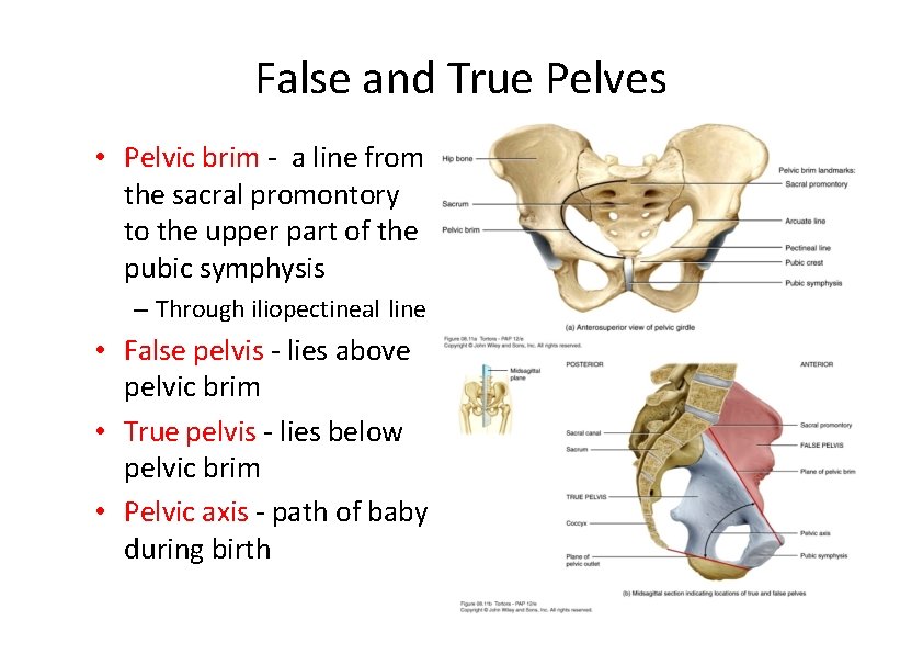 False and True Pelves • Pelvic brim ‐ a line from the sacral promontory