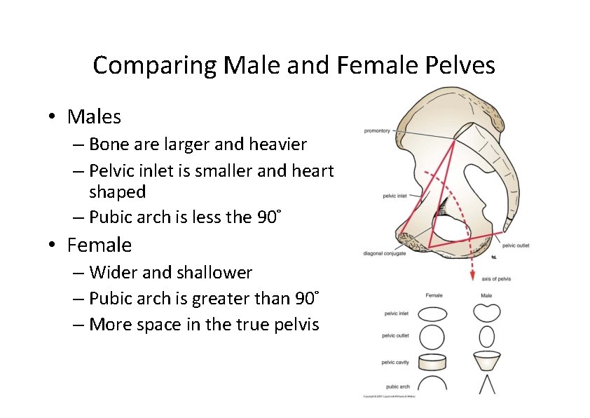 Comparing Male and Female Pelves • Males – Bone are larger and heavier –