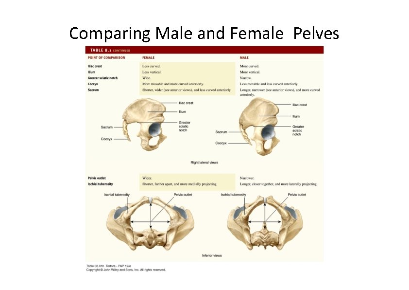 Comparing Male and Female Pelves 