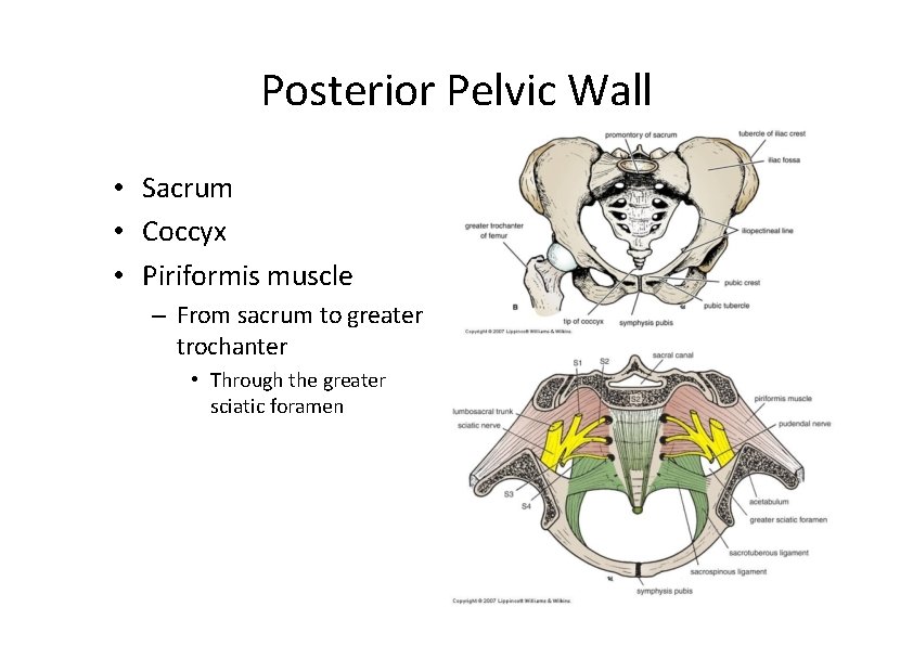 Posterior Pelvic Wall • Sacrum • Coccyx • Piriformis muscle – From sacrum to