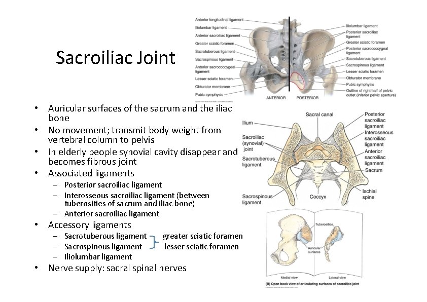 Sacroiliac Joint • Auricular surfaces of the sacrum and the iliac bone • No