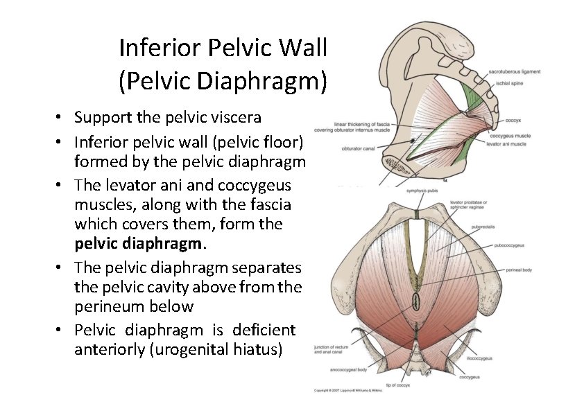 Inferior Pelvic Wall (Pelvic Diaphragm) • Support the pelvic viscera • Inferior pelvic wall