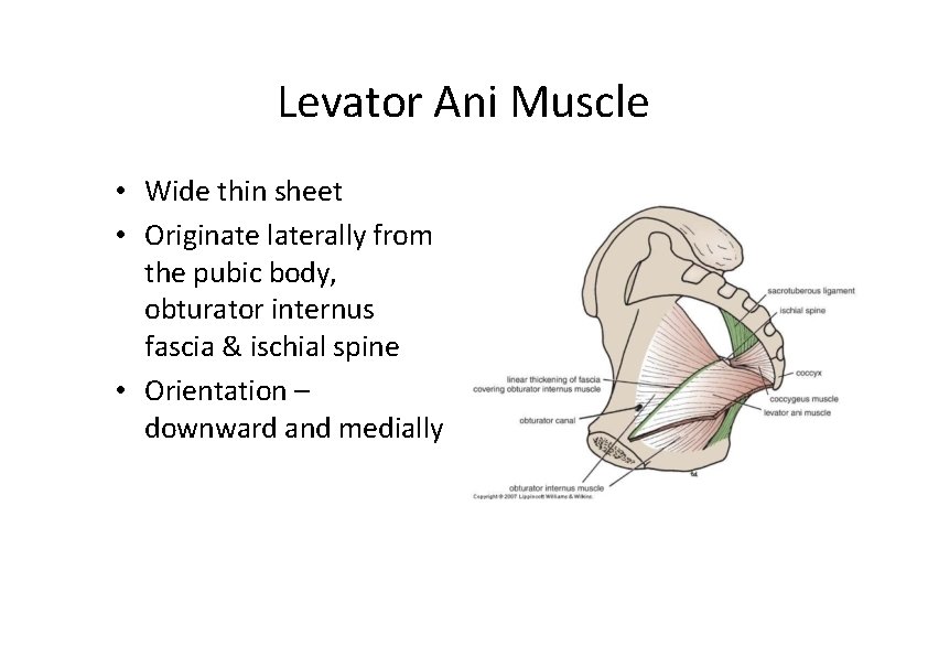 Levator Ani Muscle • Wide thin sheet • Originate laterally from the pubic body,