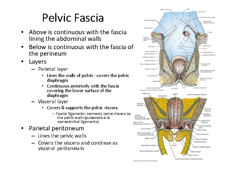 Pelvic Fascia • Above is continuous with the fascia lining the abdominal walls •