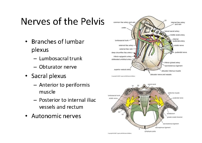 Nerves of the Pelvis • Branches of lumbar plexus – Lumbosacral trunk – Obturator