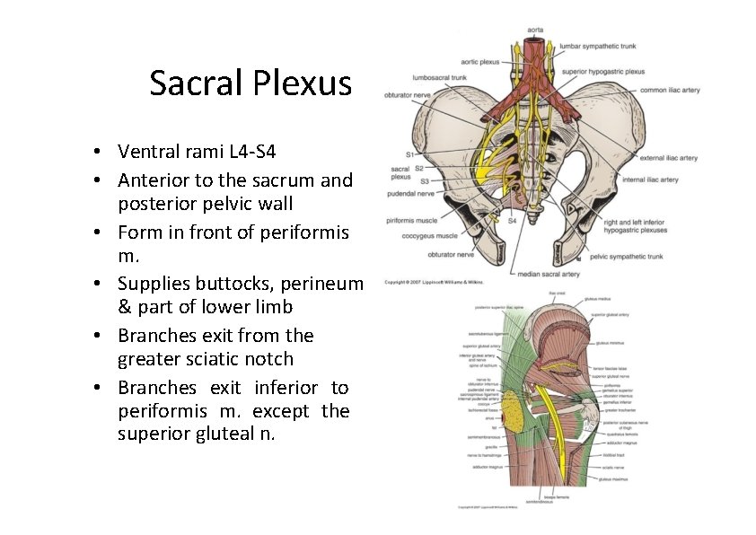 Sacral Plexus • Ventral rami L 4‐S 4 • Anterior to the sacrum and
