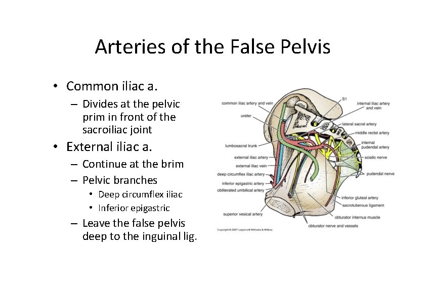 Arteries of the False Pelvis • Common iliac a. – Divides at the pelvic