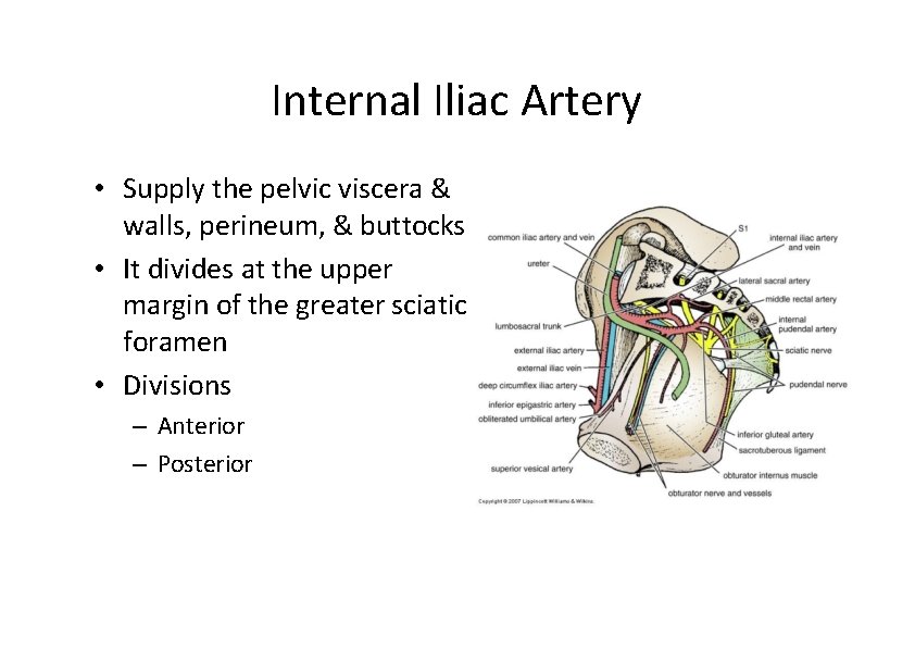 Internal Iliac Artery • Supply the pelvic viscera & walls, perineum, & buttocks •