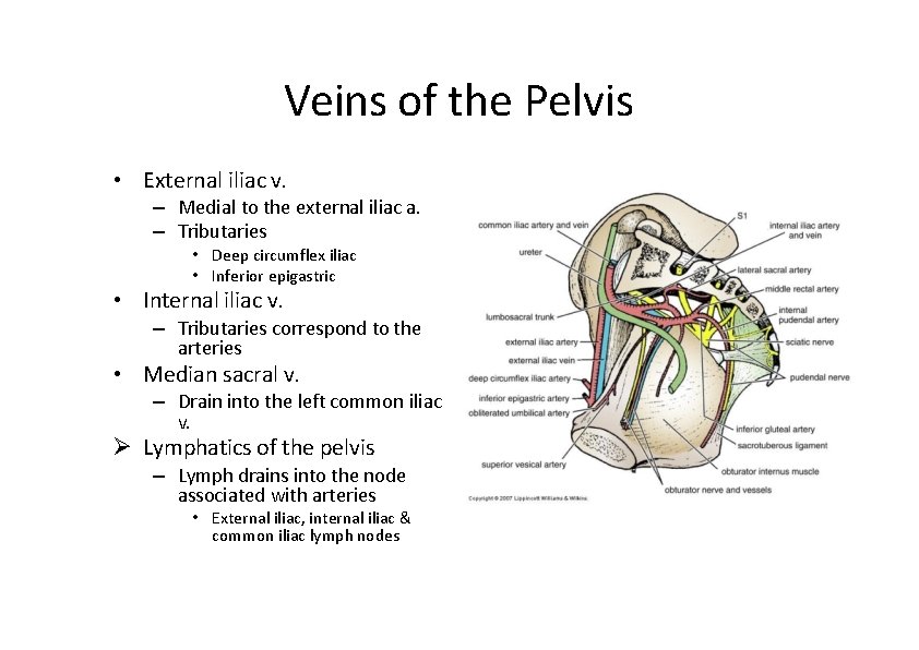 Veins of the Pelvis • External iliac v. – Medial to the external iliac