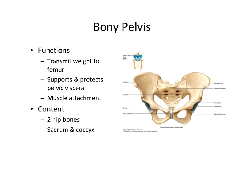 Bony Pelvis • Functions – Transmit weight to femur – Supports & protects pelvic