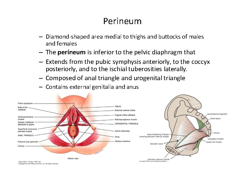 Perineum – Diamond‐shaped area medial to thighs and buttocks of males and females –
