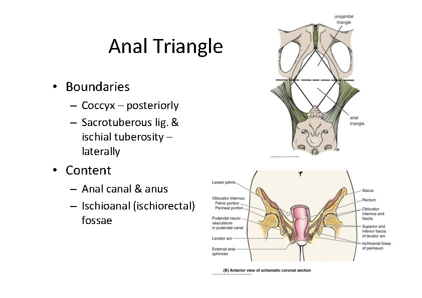 Anal Triangle • Boundaries – Coccyx – posteriorly – Sacrotuberous lig. & ischial tuberosity