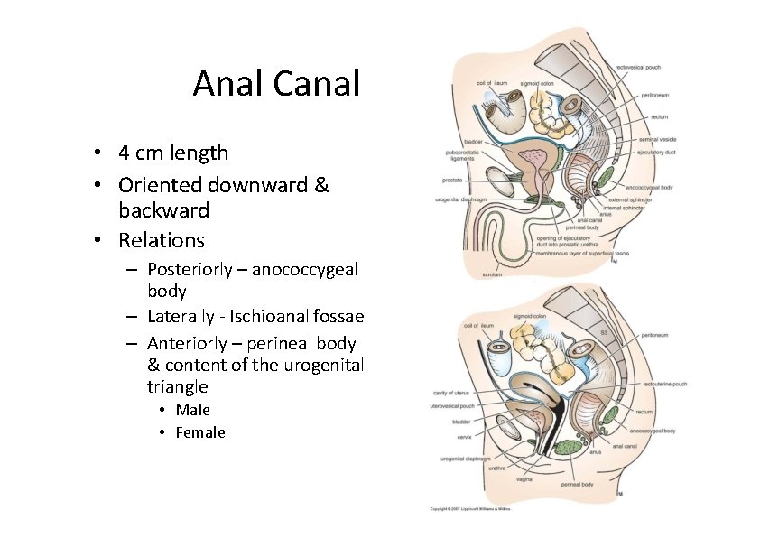 Anal Canal • 4 cm length • Oriented downward & backward • Relations –