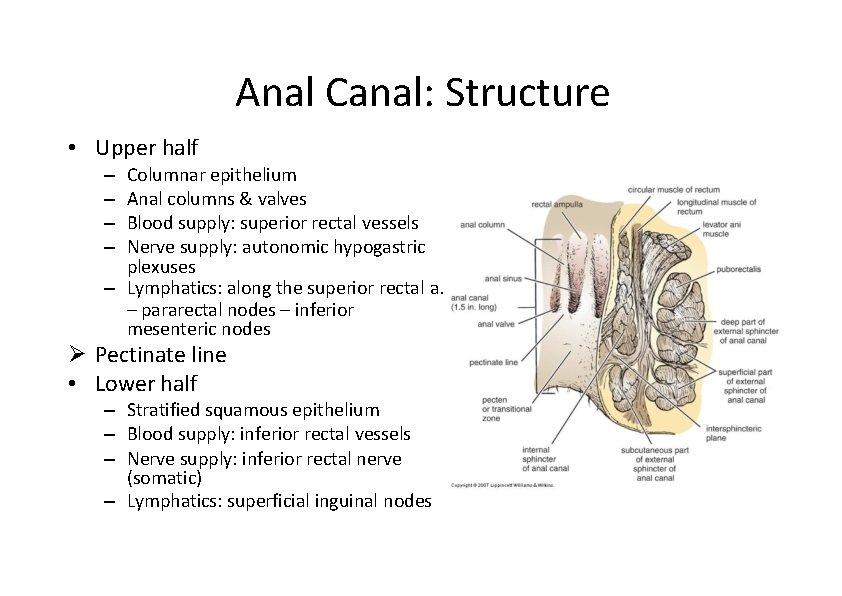 Anal Canal: Structure • Upper half Columnar epithelium Anal columns & valves Blood supply: