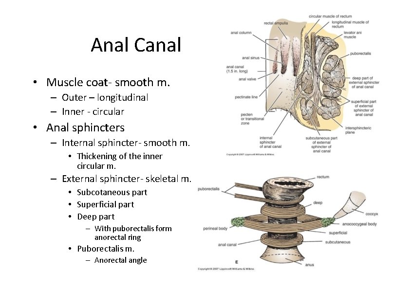 Anal Canal • Muscle coat‐ smooth m. – Outer – longitudinal – Inner ‐