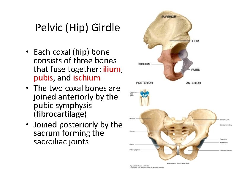 Pelvic (Hip) Girdle • Each coxal (hip) bone consists of three bones that fuse Pelvic (Hip) Girdle • Each coxal (hip) bone consists of three bones that fuse