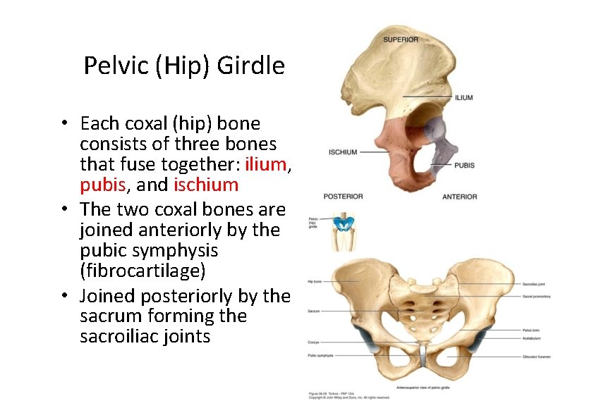 Pelvic (Hip) Girdle • Each coxal (hip) bone consists of three bones that fuse