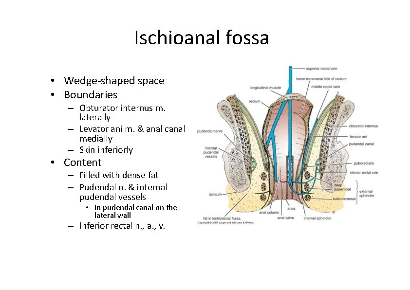 Ischioanal fossa • Wedge‐shaped space • Boundaries – Obturator internus m. laterally – Levator