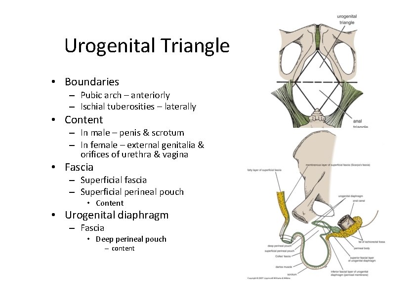 Urogenital Triangle • Boundaries – Pubic arch – anteriorly – Ischial tuberosities – laterally