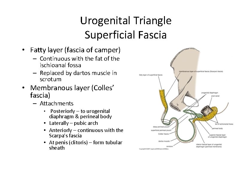 Urogenital Triangle Superficial Fascia • Fatty layer (fascia of camper) – Continuous with the