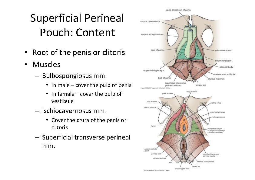 Superficial Perineal Pouch: Content • Root of the penis or clitoris • Muscles –