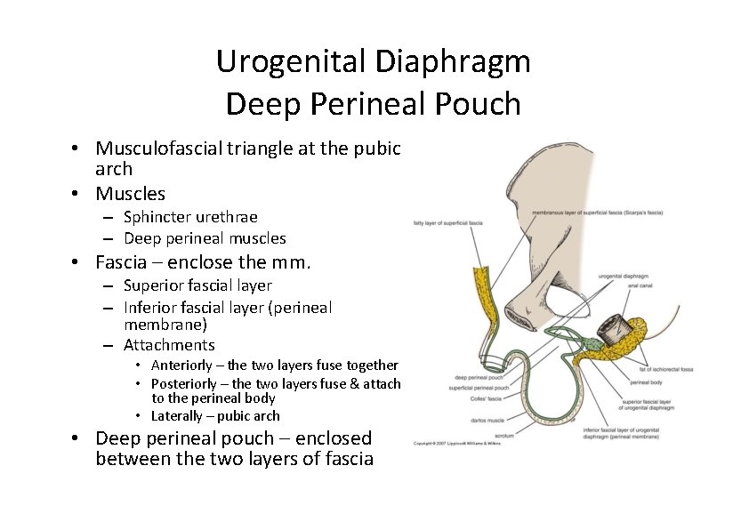 Urogenital Diaphragm Deep Perineal Pouch • Musculofascial triangle at the pubic arch • Muscles