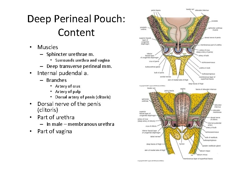 Deep Perineal Pouch: Content • Muscles – Sphincter urethrae m. • Surrounds urethra and