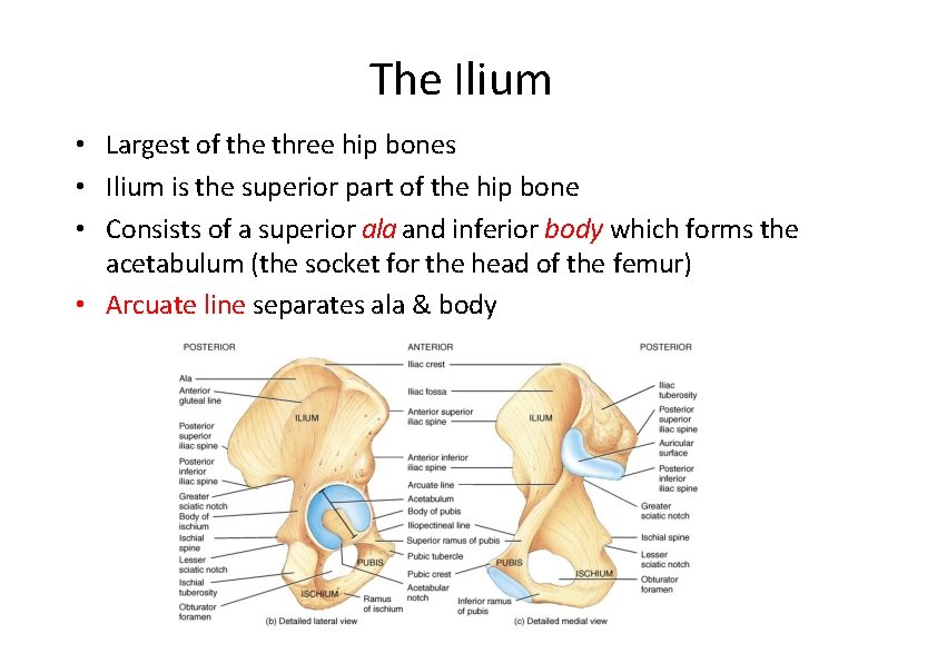 The Ilium • Largest of the three hip bones • Ilium is the superior