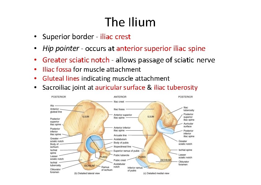 The Ilium • Superior border ‐ iliac crest • Hip pointer ‐ occurs at