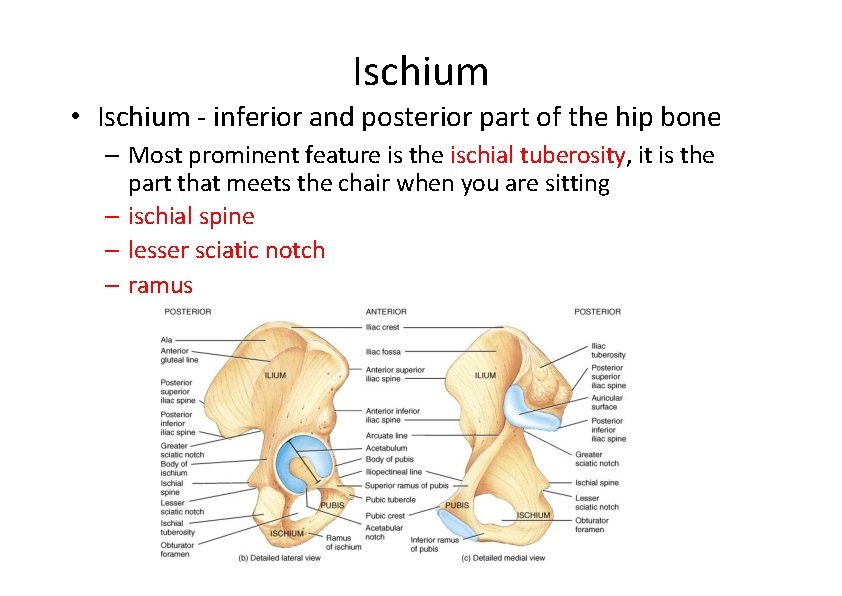 Ischium • Ischium ‐ inferior and posterior part of the hip bone – Most