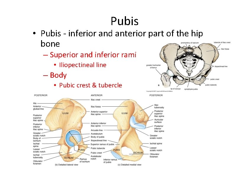 Pubis • Pubis ‐ inferior and anterior part of the hip bone – Superior Pubis • Pubis ‐ inferior and anterior part of the hip bone – Superior