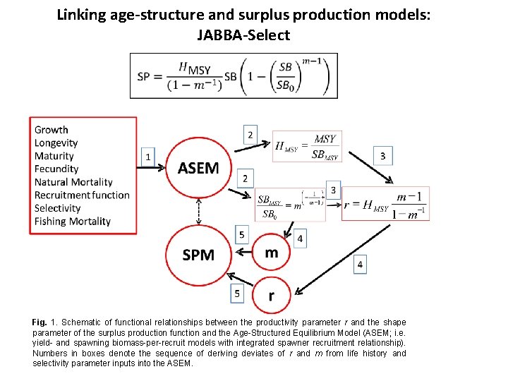 Linking age-structure and surplus production models: JABBA-Select Fig. 1. Schematic of functional relationships between