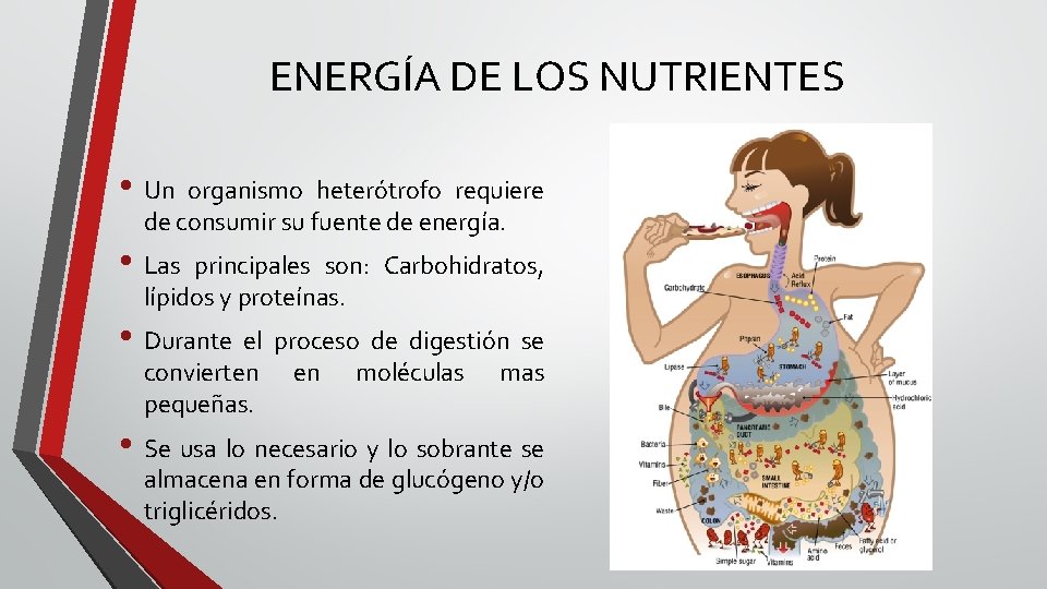 ENERGÍA DE LOS NUTRIENTES • Un organismo heterótrofo requiere de consumir su fuente de