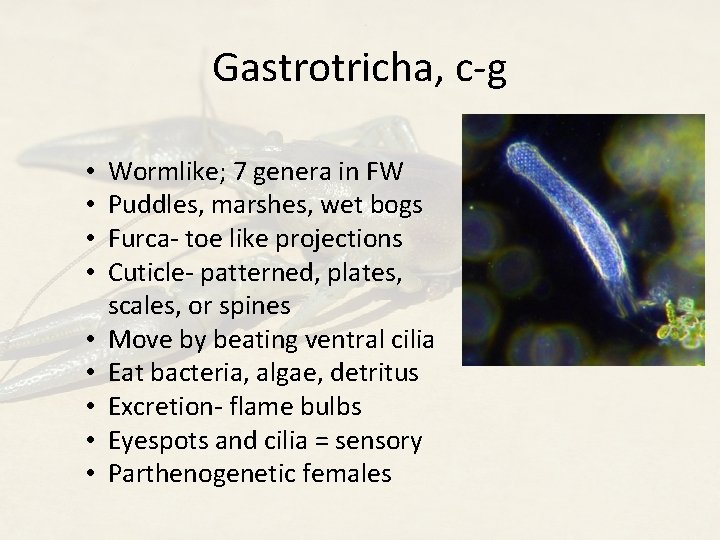 Gastrotricha, c-g • • • Wormlike; 7 genera in FW Puddles, marshes, wet bogs