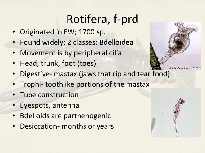 Rotifera, f-prd • • • Originated in FW; 1700 sp. Found widely; 2 classes;