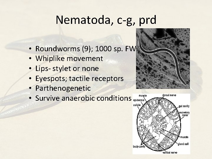 Nematoda, c-g, prd • • • Roundworms (9); 1000 sp. FW Whiplike movement Lips-