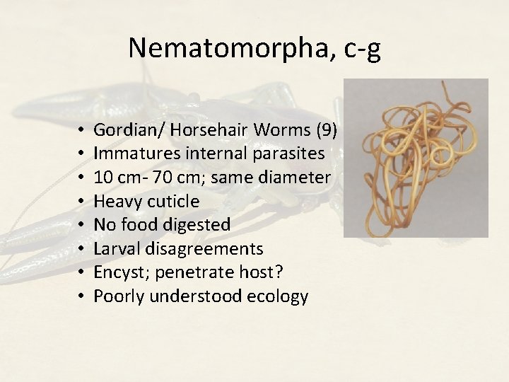 Nematomorpha, c-g • • Gordian/ Horsehair Worms (9) Immatures internal parasites 10 cm- 70