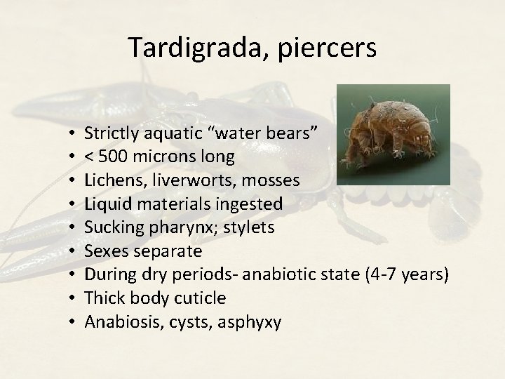 Tardigrada, piercers • • • Strictly aquatic “water bears” < 500 microns long Lichens,