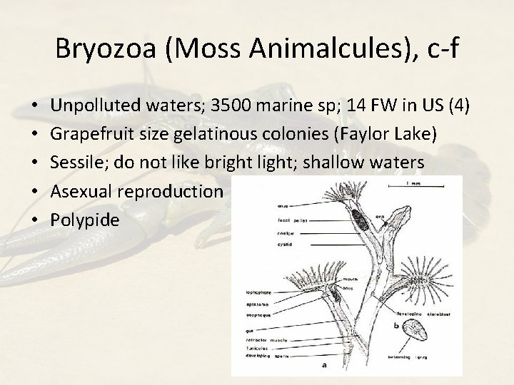 Bryozoa (Moss Animalcules), c-f • • • Unpolluted waters; 3500 marine sp; 14 FW
