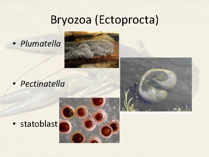 Bryozoa (Ectoprocta) • Plumatella • Pectinatella • statoblast 