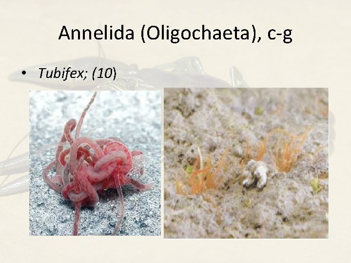 Annelida (Oligochaeta), c-g • Tubifex; (10) 