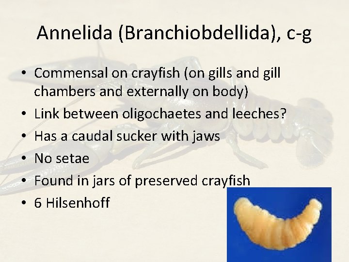 Annelida (Branchiobdellida), c-g • Commensal on crayfish (on gills and gill chambers and externally