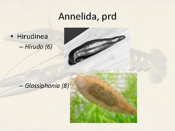 Annelida, prd • Hirudinea – Hirudo (6) – Glossiphonia (8) 