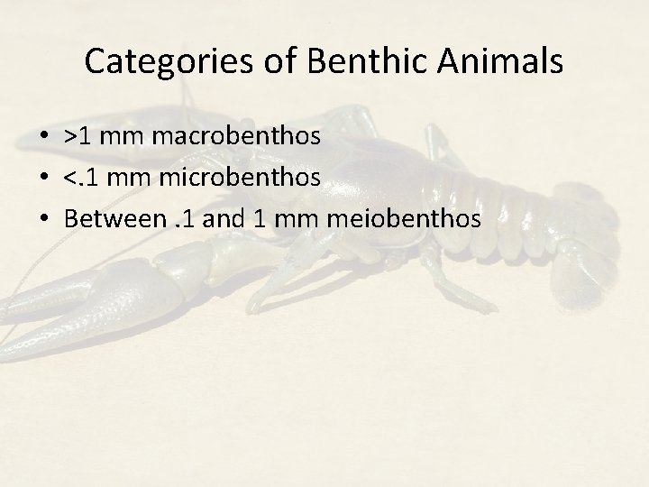 Categories of Benthic Animals • >1 mm macrobenthos • <. 1 mm microbenthos •